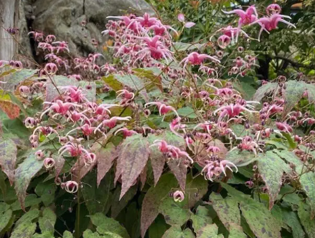 Epimedium Horny Goat Weed