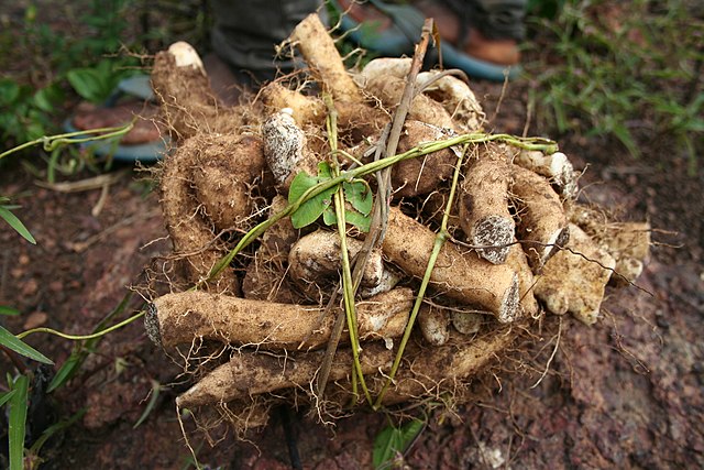 Wild Yam Root